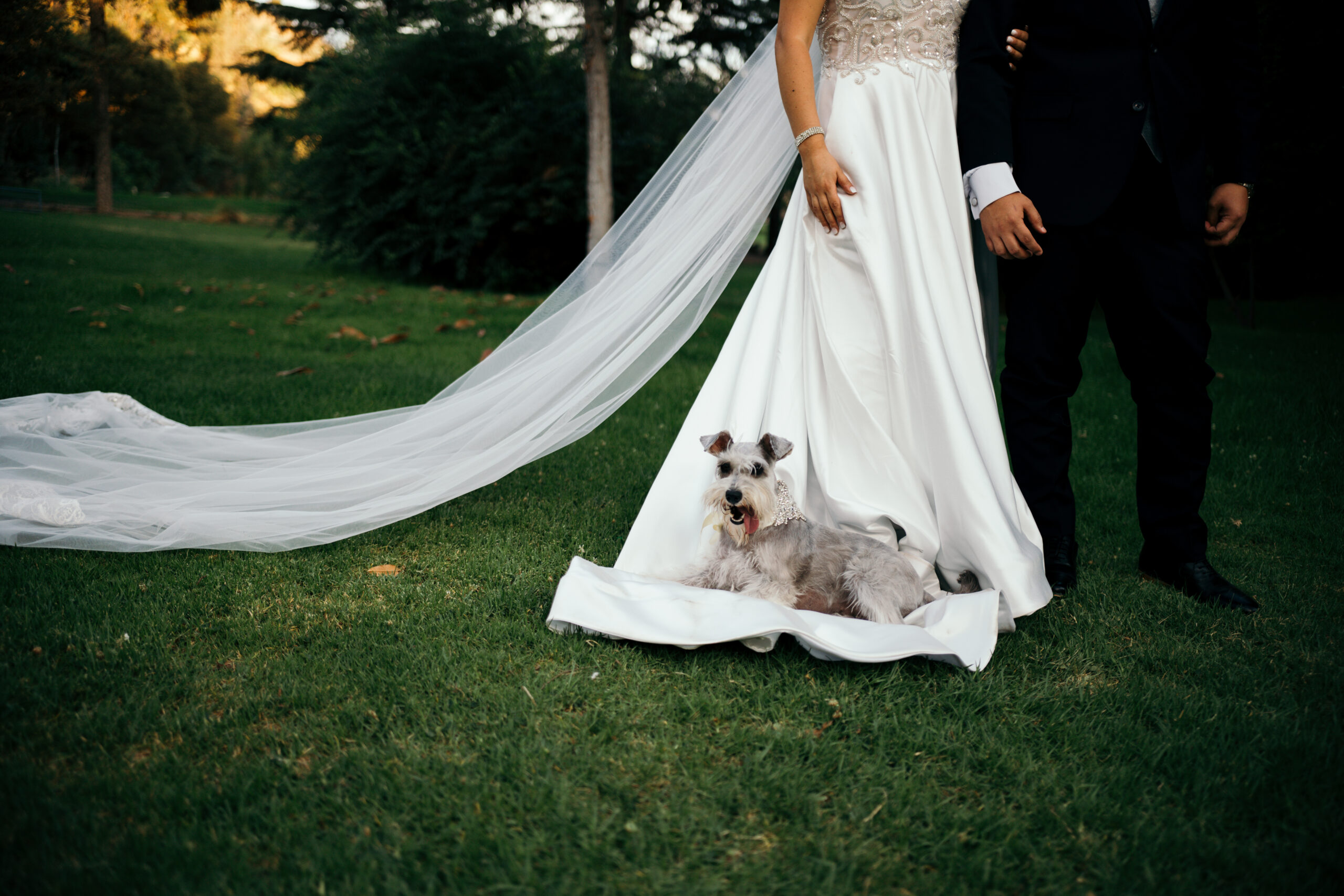 Perro schnauzer acostado sobre el vestido de novia durante una sesión de fotos en el matrimonio.